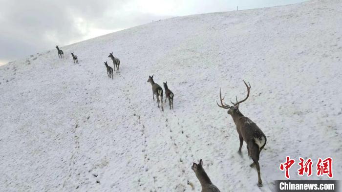 圖為馬鹿群在雪地里行走。　才仁 攝