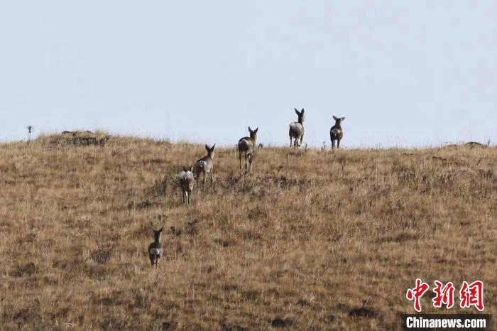 圖為狍鹿在山坡上漫步?！〔彭椖霞?攝