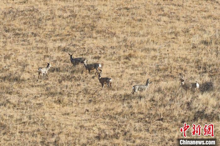 圖為狍鹿在山坡上覓食嬉戲?！〔彭椖霞?攝