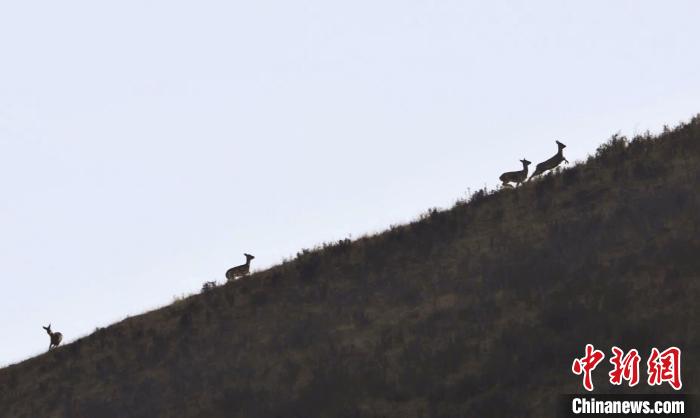 圖為狍鹿在山坡上漫步。　才項南加 攝