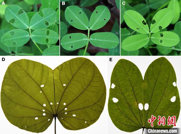 圖為現(xiàn)生植物葉片在夜晚合攏后被咬出的“蟲眼” 云南大學(xué)古生物研究院供圖