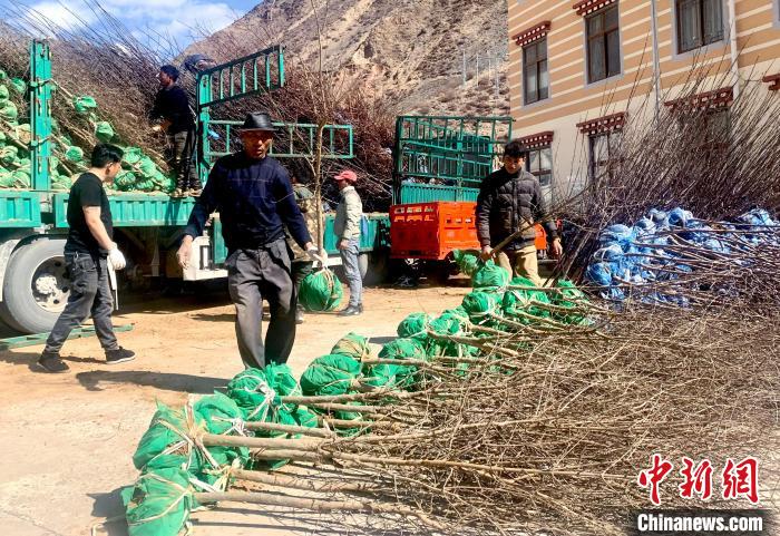 民眾搬運(yùn)苗木。　昌都市芒康縣委宣傳部供圖