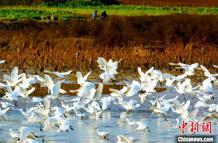 成都白鷺灣濕地公園?！“討?攝