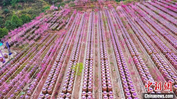 灼灼桃花惹人醉?！㈡?攝