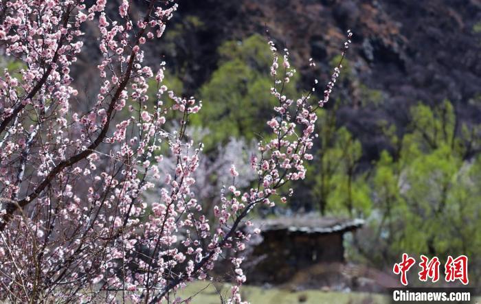 白玉縣河谷間盛開的桃花?！“子袢诿?攝