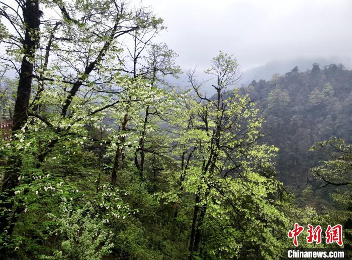 珙桐花朵潔白素雅，與青山雨霧融為一體?！螚?攝