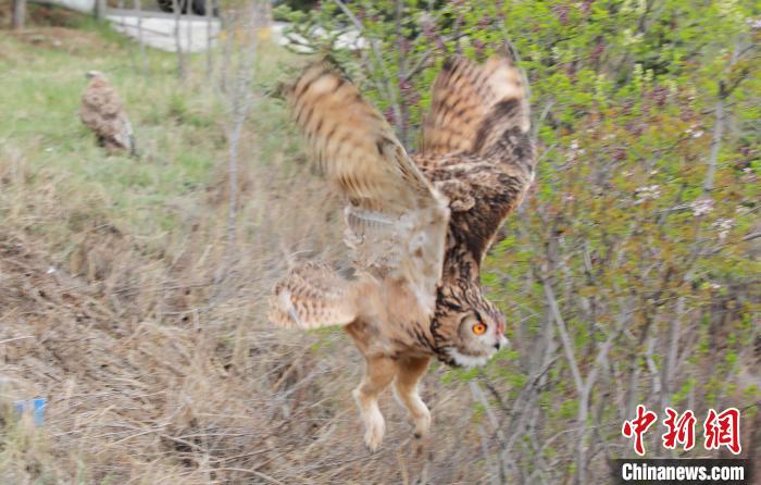 圖為西寧野生動物園救護的雕鸮在西寧市放歸大自然?！●R銘言 攝