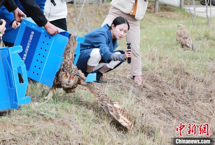 圖為西寧野生動物園救護的雕鸮在西寧市放歸大自然?！●R銘言 攝