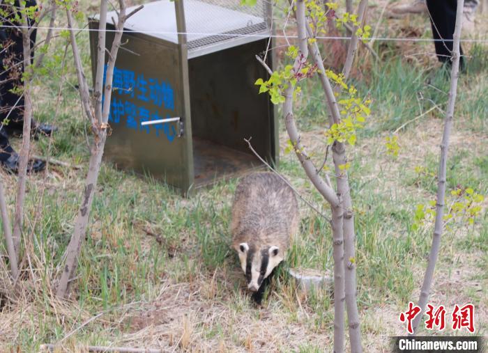 圖為西寧野生動物園救護的狗獾在西寧市放歸大自然?！●R銘言 攝