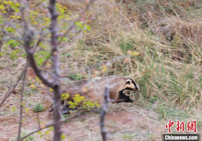 圖為西寧野生動物園救護的狗獾在西寧市放歸大自然。　馬銘言 攝