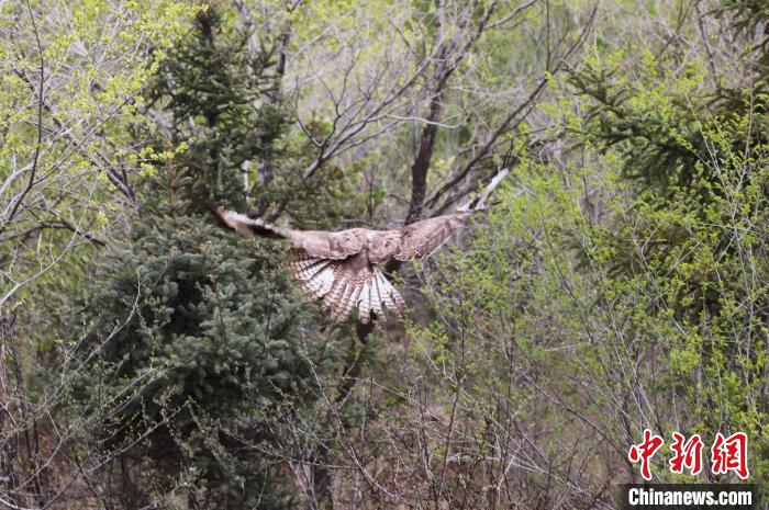 圖為西寧野生動物園救護的大鵟在西寧市放歸大自然。　馬銘言 攝