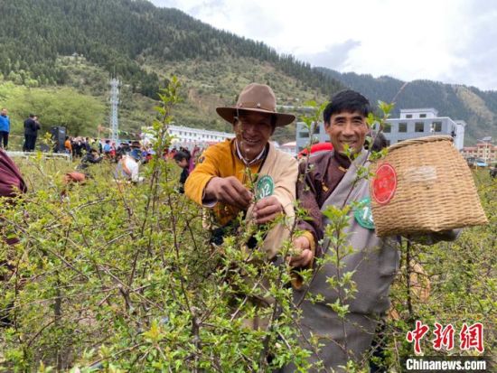 圖為當?shù)剞r(nóng)牧民進行藏雪茶采摘比賽。　王劍輝 攝