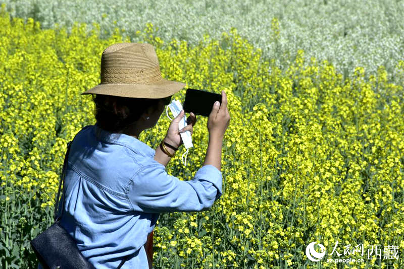 大片油菜花吸引游客到來。人民網(wǎng) 李海霞攝