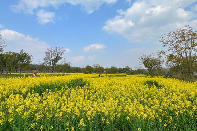 每到油菜花季，就有市民相約到重慶廣陽島上踏青賞花。鄒樂攝