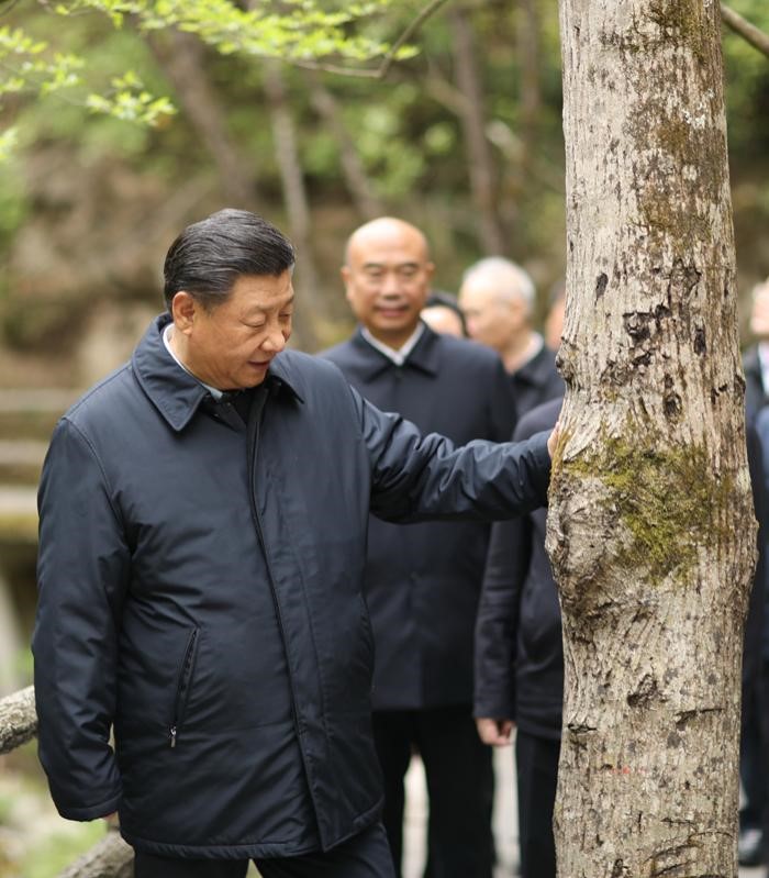 2020年4月20日，中共中央總書記、國(guó)家主席、中央軍委主席習(xí)近平在陜西考察調(diào)研。這是習(xí)近平在位于商洛市柞水縣的秦嶺牛背梁國(guó)家級(jí)自然保護(hù)區(qū)，考察秦嶺生態(tài)保護(hù)情況。 新華社記者 鞠鵬 攝