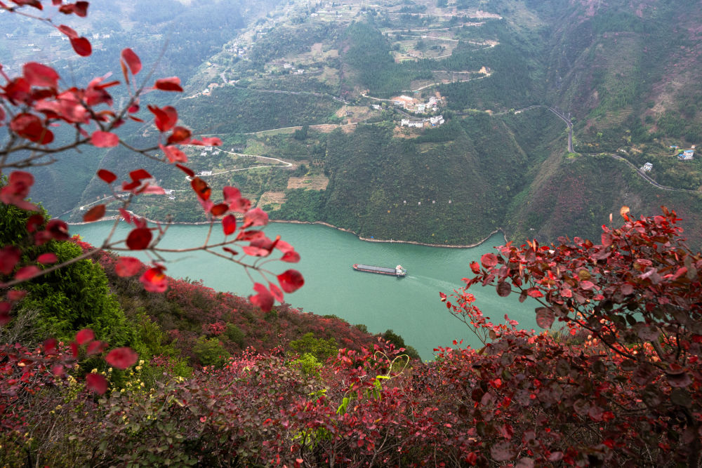 船舶行駛在紅葉掩映下的長(zhǎng)江三峽重慶市巫山縣水域（2023年11月30日攝）。新華社記者 肖藝九 攝