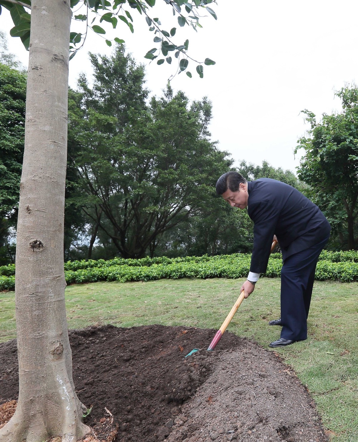 2012年12月8日，習近平在深圳蓮花山公園種下一棵高山榕樹。