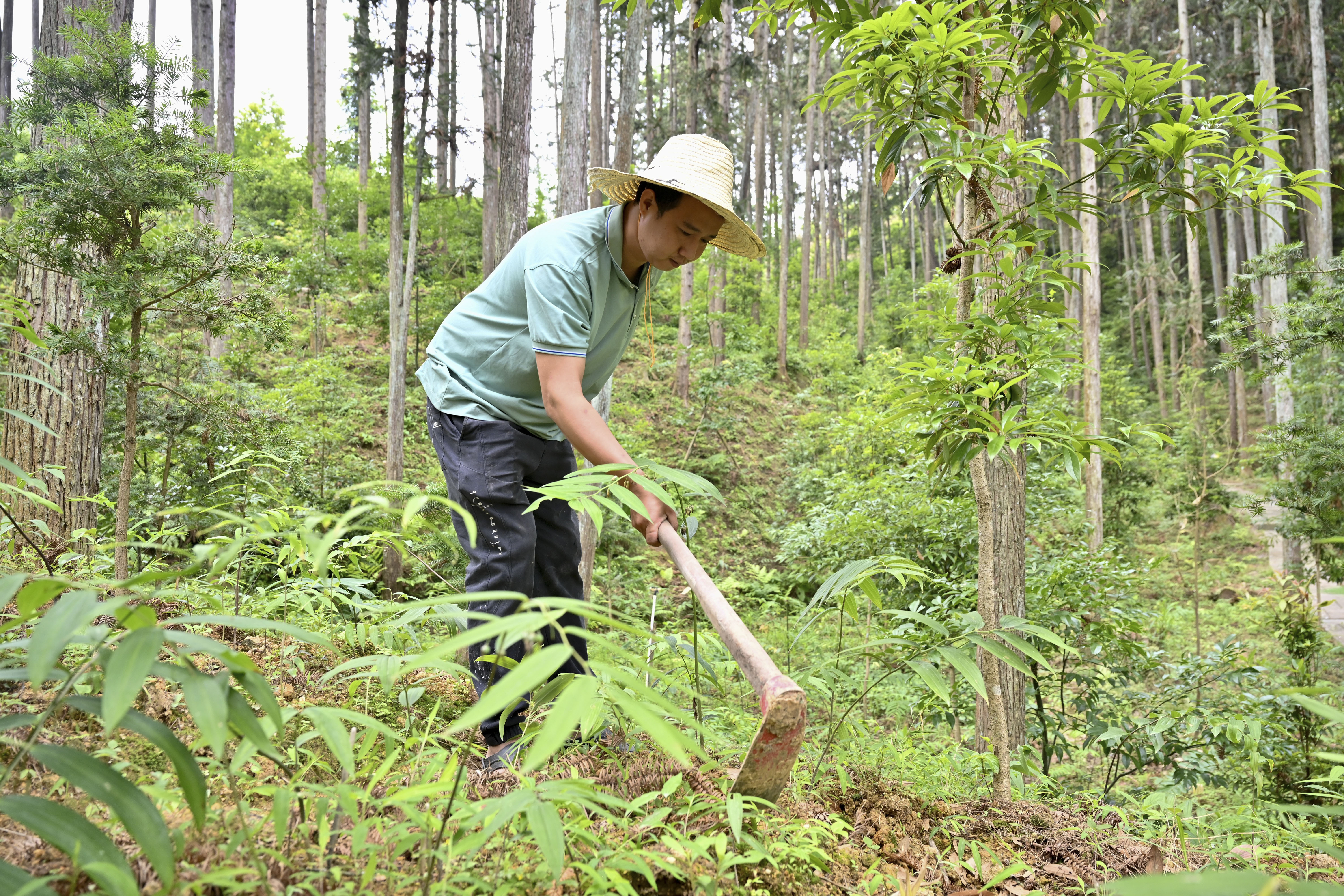 2024年5月9日，福建省三明市馬巖林下經(jīng)濟(jì)種植示范基地工人在管理林下種植的多花黃精。