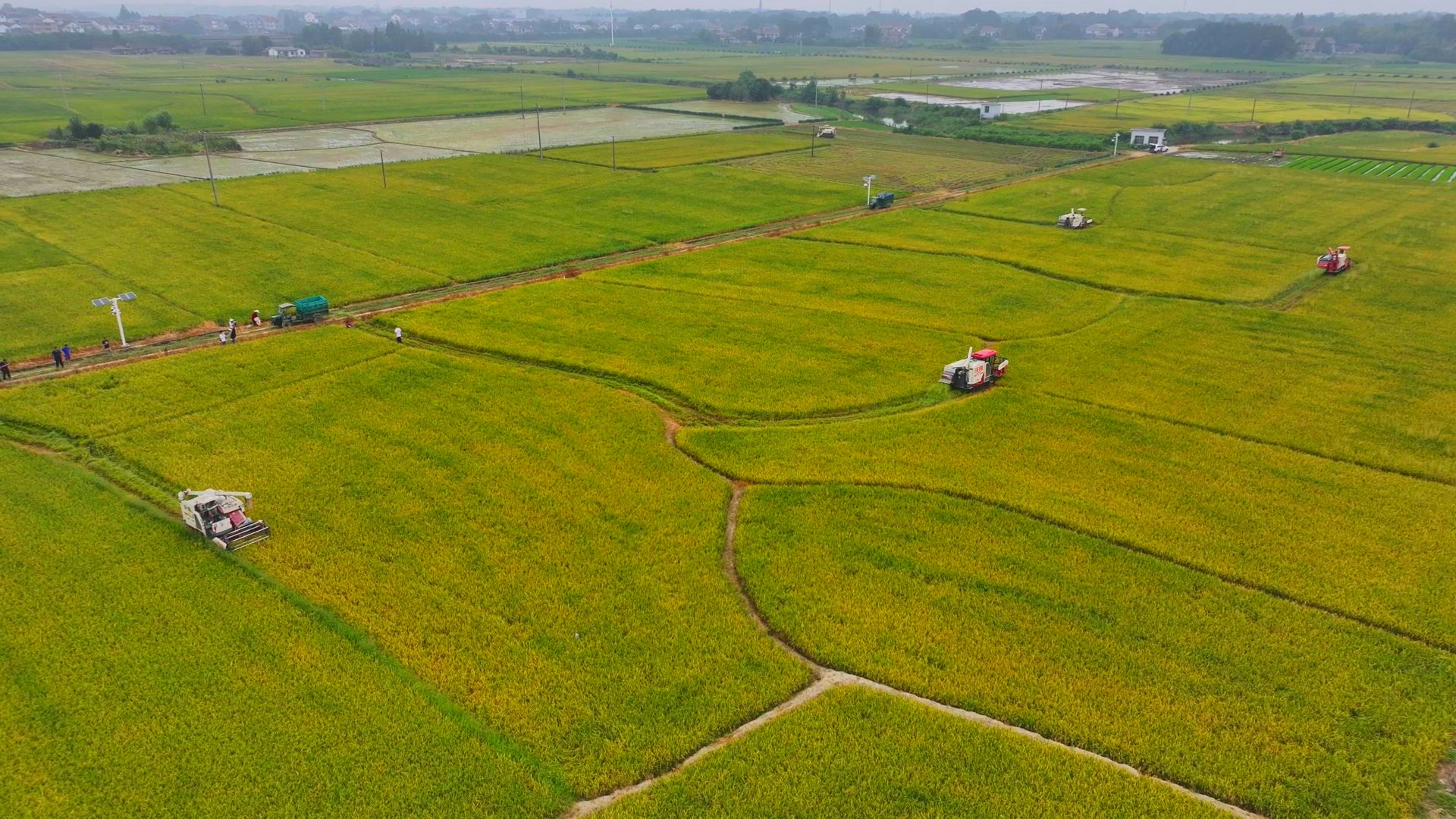 數(shù)臺收割機(jī)同時作業(yè)。常德市鼎城區(qū)融媒體中心供圖