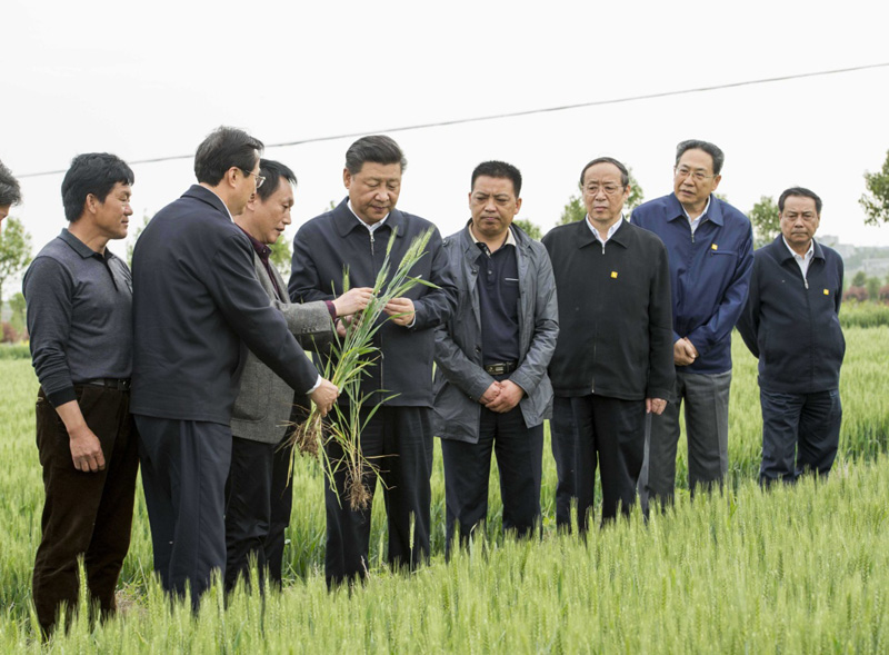 2016年4月25日下午，習(xí)近平在安徽滁州市鳳陽縣小崗村察看小麥長勢。左一為種糧大戶程夕兵。新華社記者 李學(xué)仁 攝