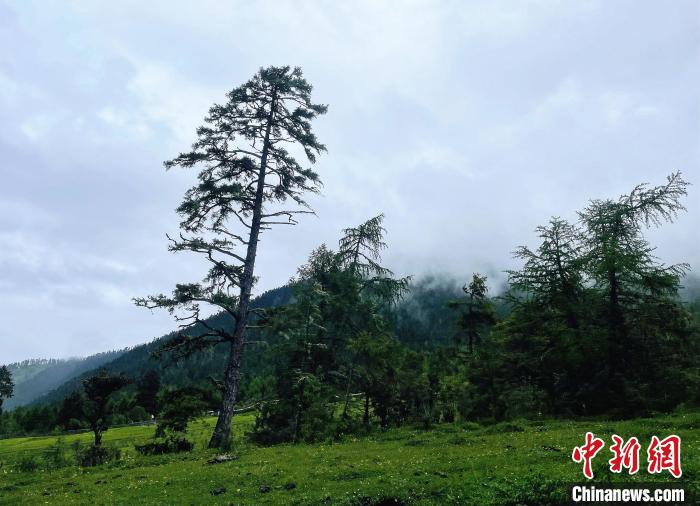 6月10日，魯朗小鎮(zhèn)高山牧場景區(qū)風光?！∪轿木?攝