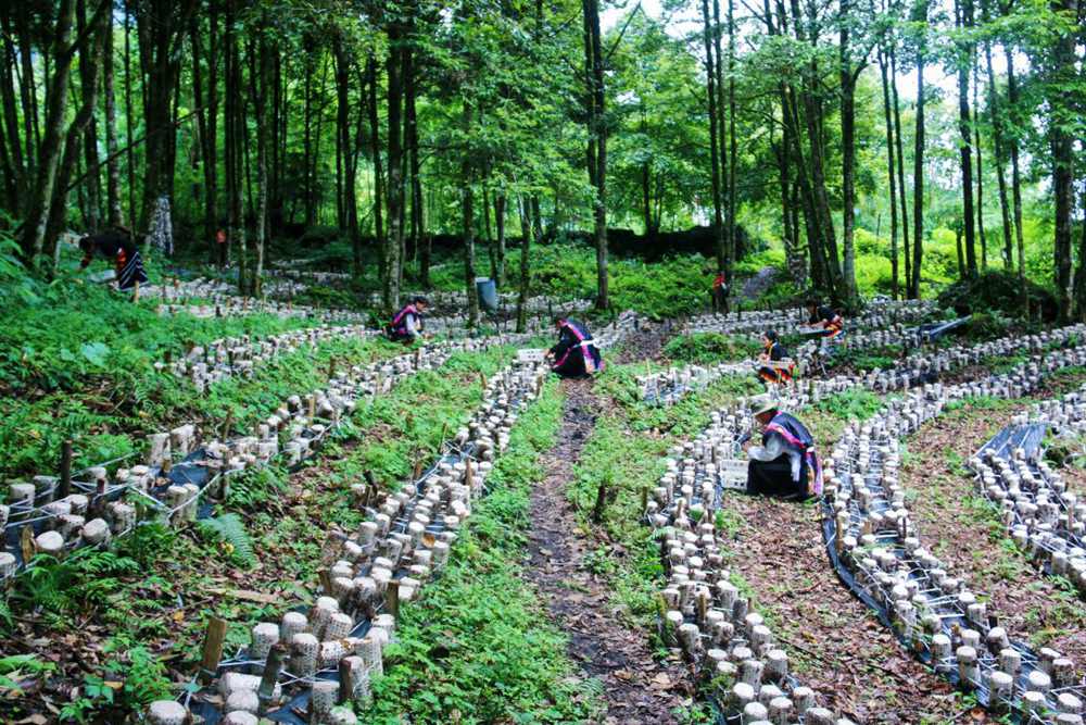 木耳種植基地。次仁央宗攝