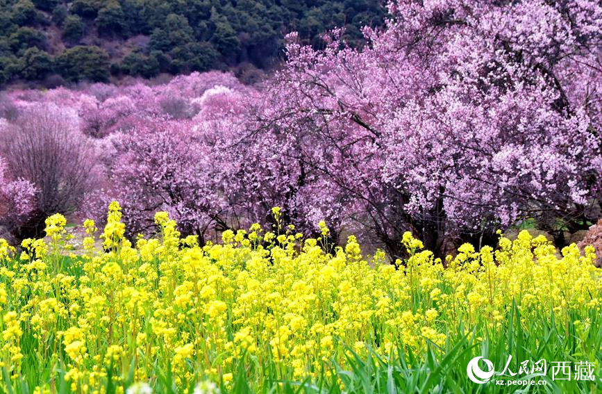 桃花與油菜花勾勒出別樣風(fēng)景。 人民網(wǎng) 李海霞攝