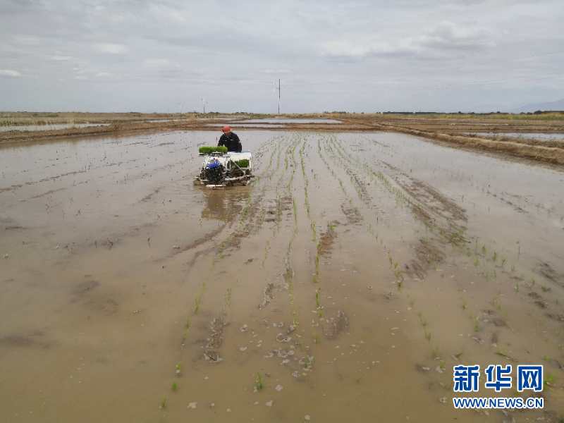 （圖文互動）（1）海水稻首次在青藏高原柴達(dá)木盆地試種植