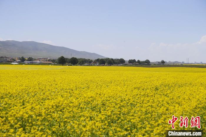 圖為青海湖畔油菜花海?！●R銘言 攝