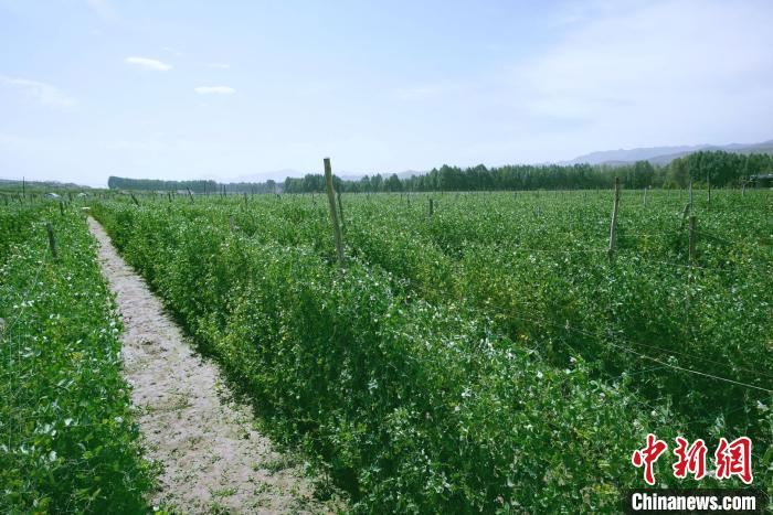 天?？h高原綠色(有機(jī))蔬菜基地種植的食用莢豆?！￡I道華 攝