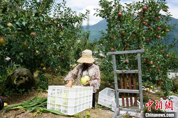 郭洪強(qiáng)的老伴正在給蘋果裝箱?！∽g 攝