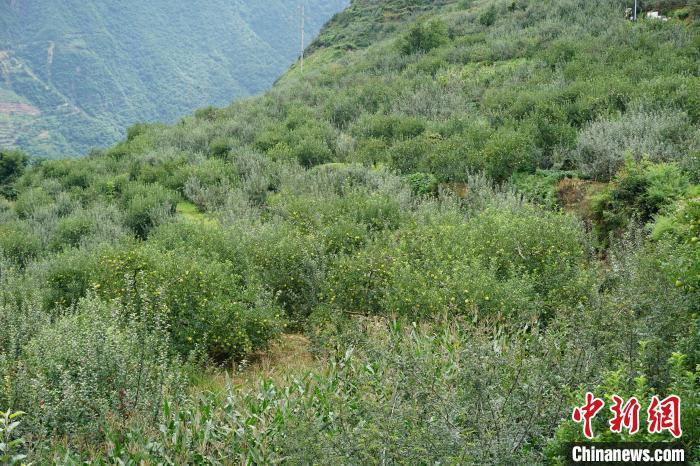 黃草坪村蘋果基地?！∽g 攝