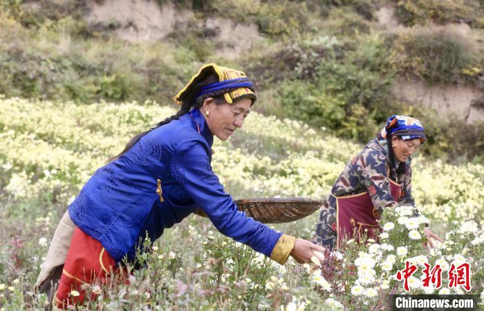 黑水村民在采摘杭白菊。桐鄉(xiāng)市宣傳部提供