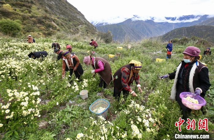 “落戶”黑水的杭白菊。桐鄉(xiāng)市宣傳部提供