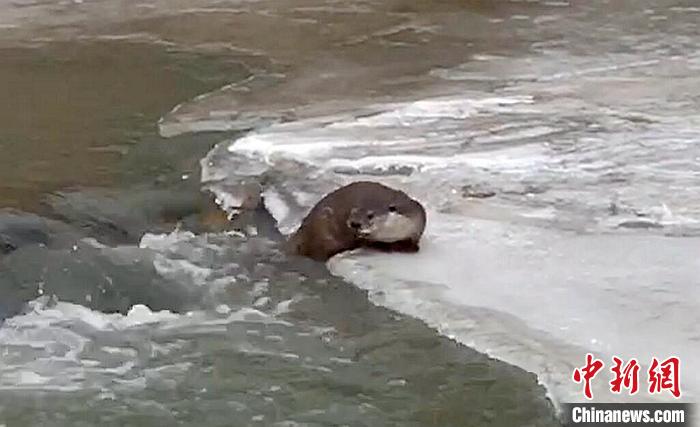 冰面上的國家二級保護動物小爪水獺。視頻截圖