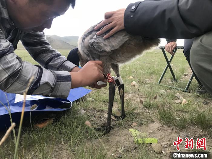 圖為研究人員為黑頸鶴佩戴GPS跟蹤設(shè)備。祁連山國(guó)家公園青海省管理局供圖