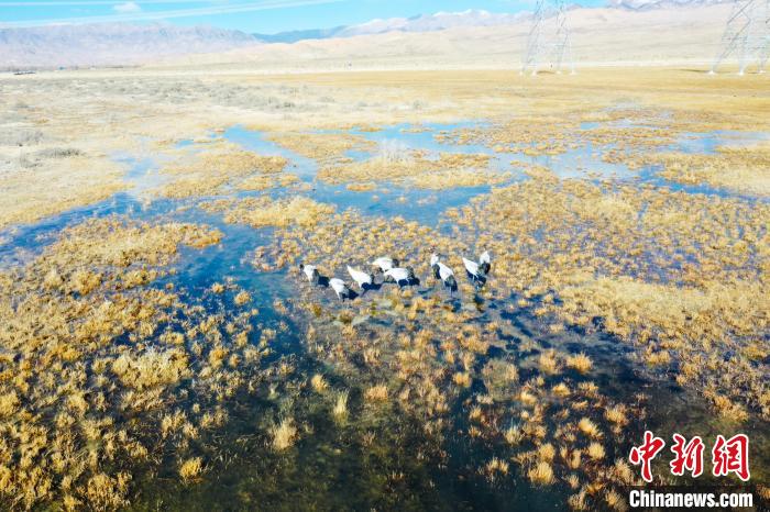 圖為一群黑頸鶴在濕地中央行走。　卡美燕 攝