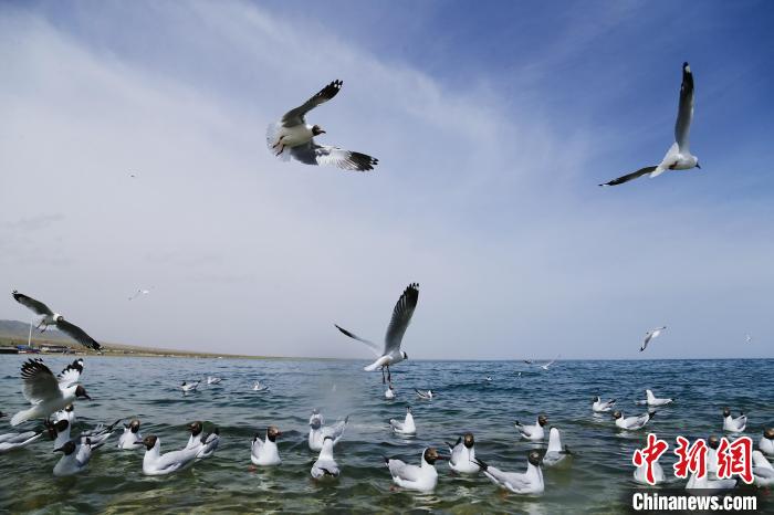 圖為水鳥在青海湖飛翔?！●R銘言 攝