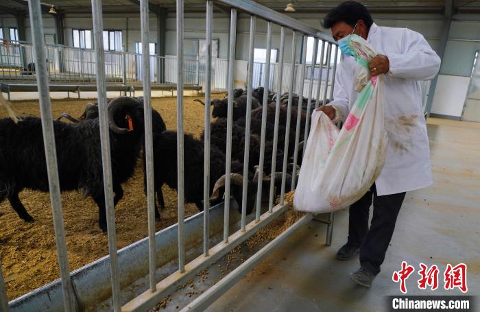 圖為飼養(yǎng)員給黑藏羊喂食?！●R銘言 攝