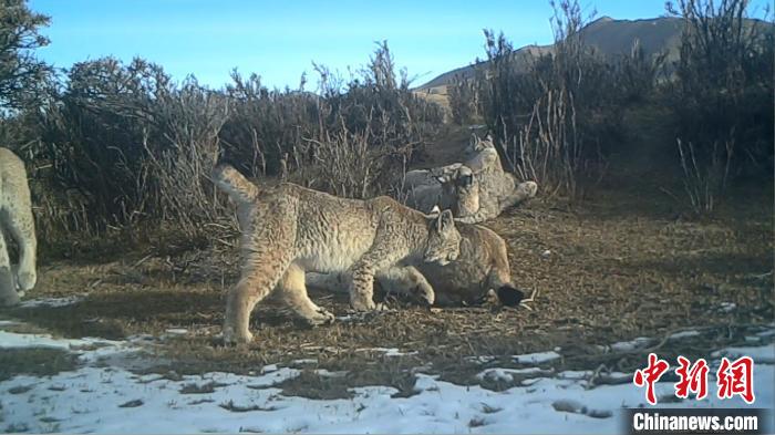 圖為紅外相機拍攝到的猞猁?！∑钸B山國家公園青海省管理局供圖