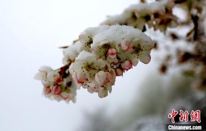 花兒被冰雪覆蓋?！±钣腊?　攝