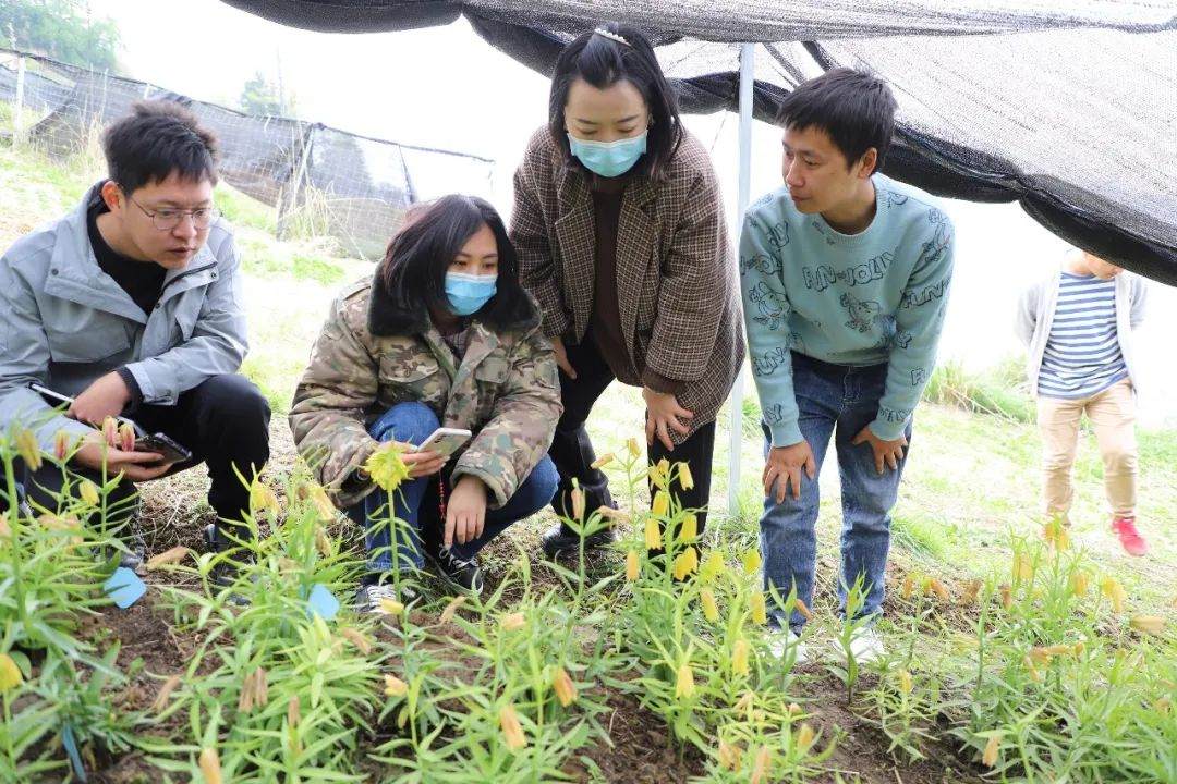 彭州對口支援工作組隊項目組查看瓦布貝母種植情況。彭州市宣傳部供圖