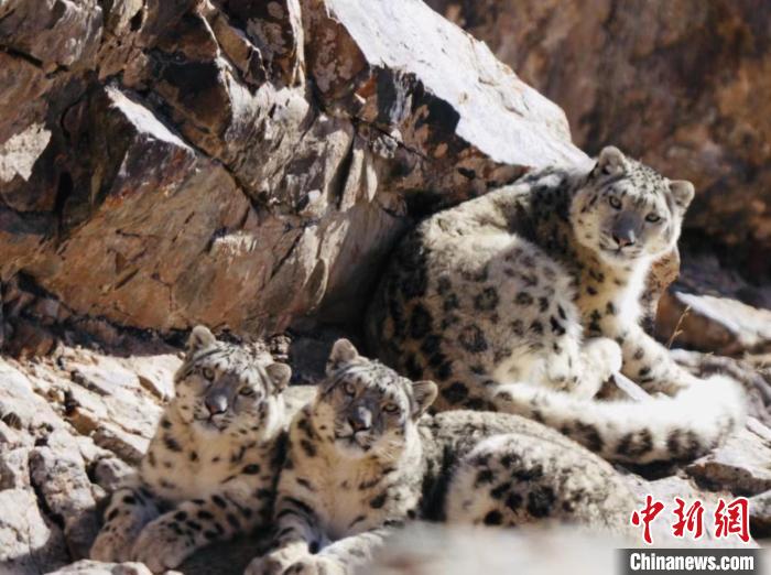 青海都蘭：雪豹、兔猻等多種珍稀野生動物亮相