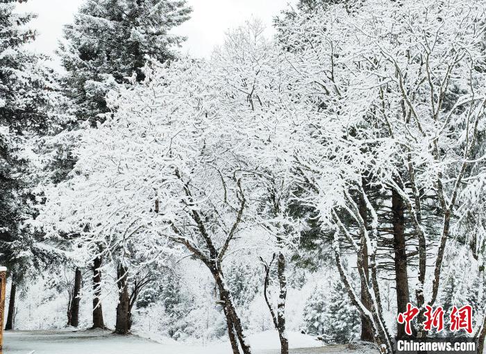 大熊貓國家公園王朗片區(qū)春雪如畫，宛若仙境?！×_春平 攝