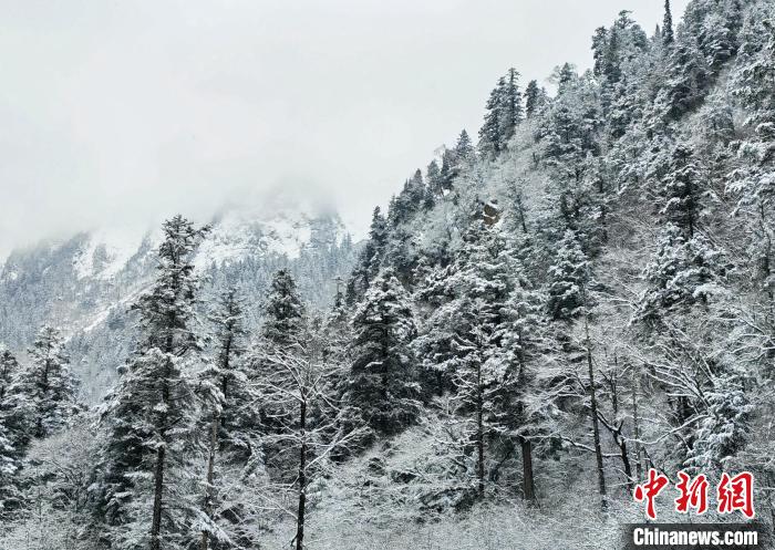 大熊貓國家公園王朗片區(qū)春雪如畫，宛若仙境?！×_春平 攝