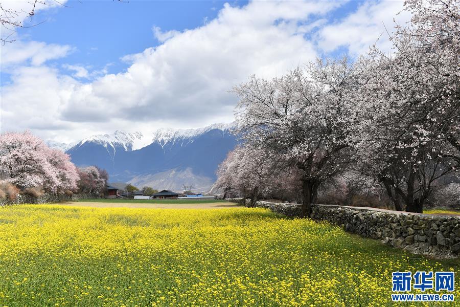 （美麗中國(guó)）（1）西藏林芝桃花盛開(kāi)