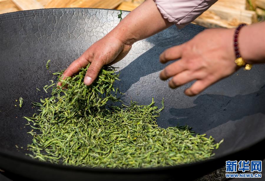 （脫貧攻堅）（6）西藏察隅首批春茶開采