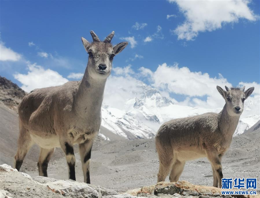 （2020珠峰高程測(cè)量）（2）珠峰自然保護(hù)區(qū)生物多樣性得到有效保護(hù)