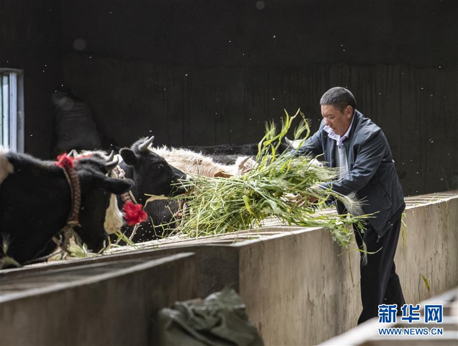 （走向我們的小康生活·圖文互動）（3）“無煙村”的新追求——西藏新時(shí)代文明鄉(xiāng)村成長記