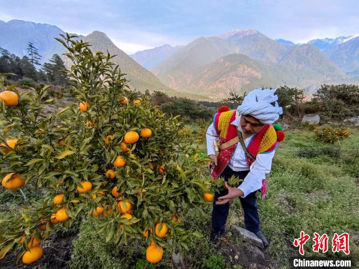 林芝下察隅鎮(zhèn)京都村101畝耙耙柑豐收?！〗w波 攝